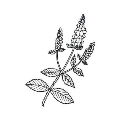 Picture of peppermint essential oil – 10ml