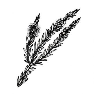 Picture of tea tree essential oil – 10ml