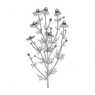 Picture of chamomile. Chamomile water - 250ml